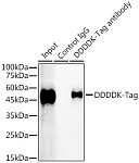 Immunoprecipitation - Magnetic Beads-conjugated Rabbit IgG isotype control (AC047)